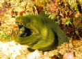   Green Moray Eel  